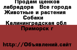 Продам щенков лабрадора - Все города Животные и растения » Собаки   . Калининградская обл.,Приморск г.